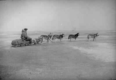 Photograph of a dog sled team in Fort Albany