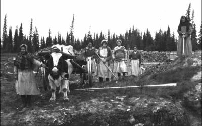 Photograph of girls working outside with a cow